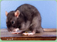 rat control Welwyn Garden City