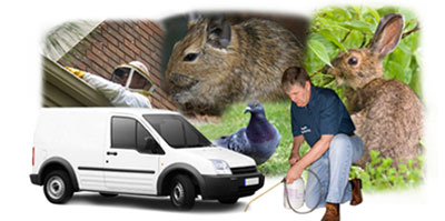 Welwyn Garden City local van